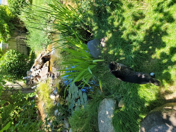 sifty by pond.jpg